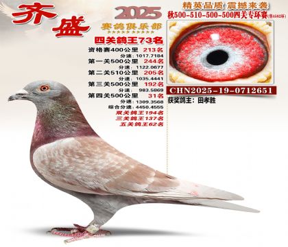 齐盛幼鸽专环73名