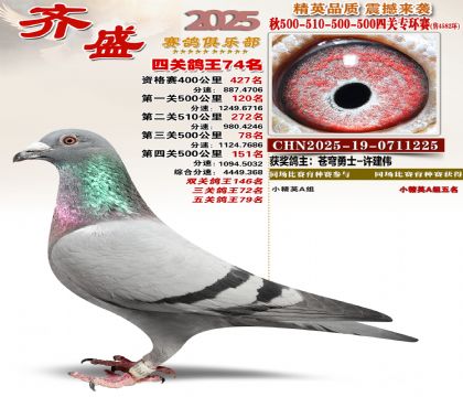 齐盛幼鸽专环74名