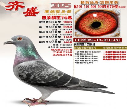 齐盛幼鸽专环75名