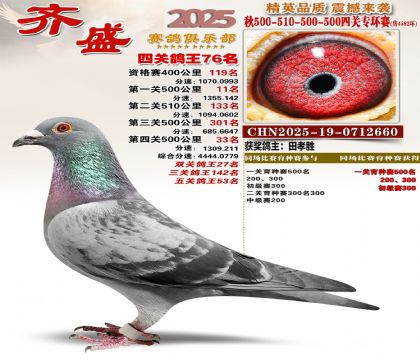 齐盛幼鸽专环76名