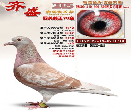 齐盛幼鸽专环78名