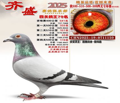 齐盛幼鸽专环79名