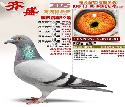 齐盛幼鸽专环80名