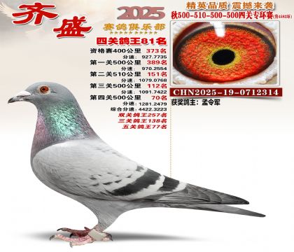 齐盛幼鸽专环81名