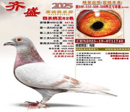 齐盛幼鸽专环82名