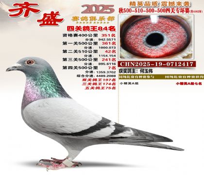 齐盛幼鸽专环84名