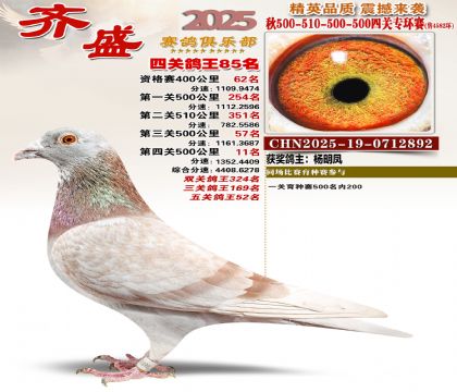 齐盛幼鸽专环85名