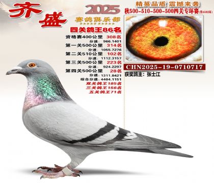 齐盛幼鸽专环86名