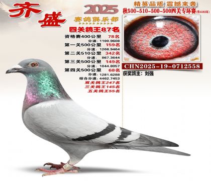 齐盛幼鸽专环87名