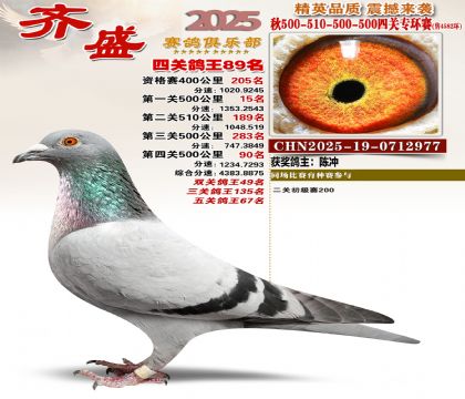 齐盛幼鸽专环89名