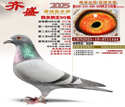 齐盛幼鸽专环90名