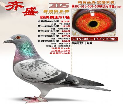 齐盛幼鸽专环91名