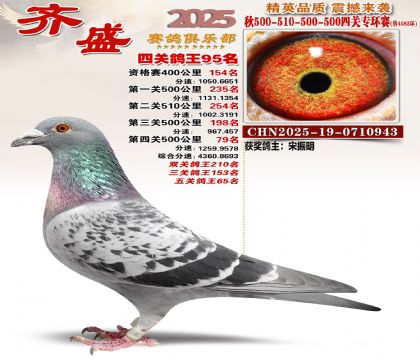 齐盛幼鸽专环95名