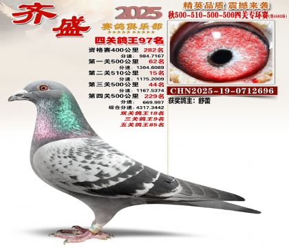 齐盛幼鸽专环97名