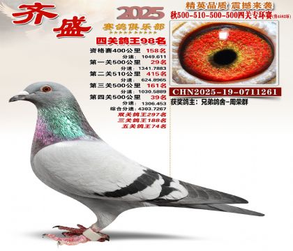 齐盛幼鸽专环98名