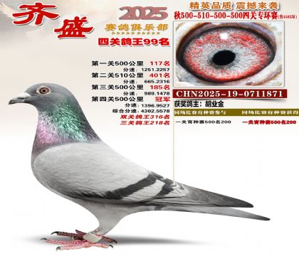 齐盛幼鸽专环99名