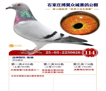 搏翼众诚公棚决赛114名