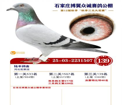 搏翼众诚公棚决赛139名