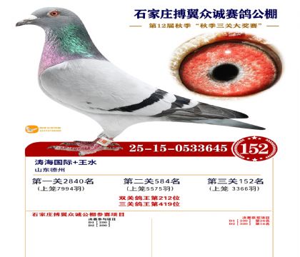 搏翼众诚公棚决赛152名