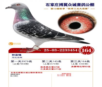 搏翼众诚公棚决赛164名