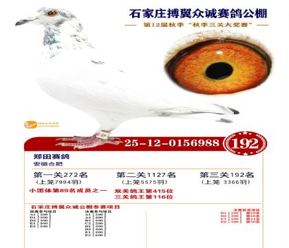 搏翼众诚公棚决赛192名