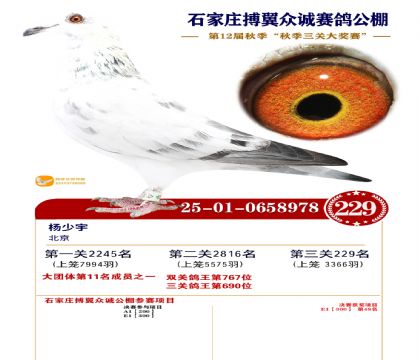 搏翼众诚公棚决赛229名