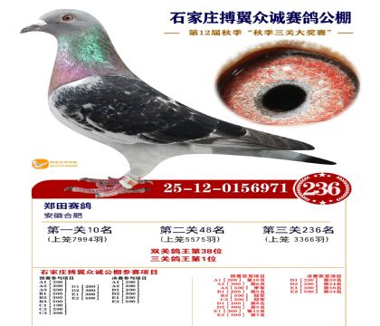 搏翼众诚公棚决赛236名