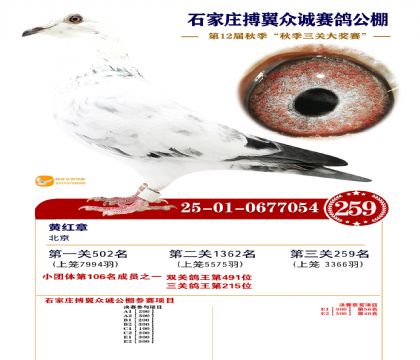 搏翼众诚公棚决赛259名