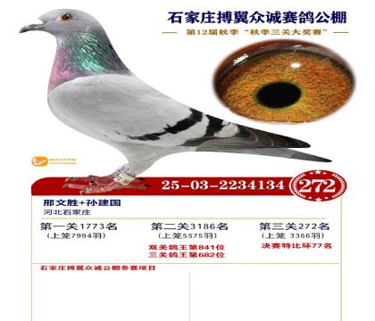 搏翼众诚公棚决赛272名