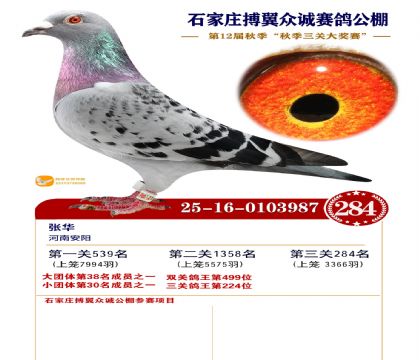 搏翼众诚公棚决赛284名