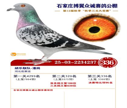 搏翼众诚公棚决赛336名