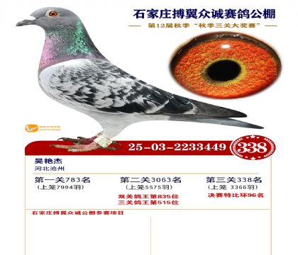 搏翼众诚公棚决赛338名