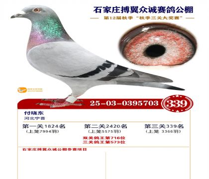 搏翼众诚公棚决赛339名