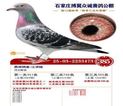 搏翼众诚公棚决赛385名