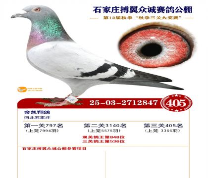 搏翼众诚公棚决赛405名