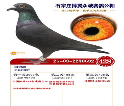 搏翼众诚公棚决赛428名