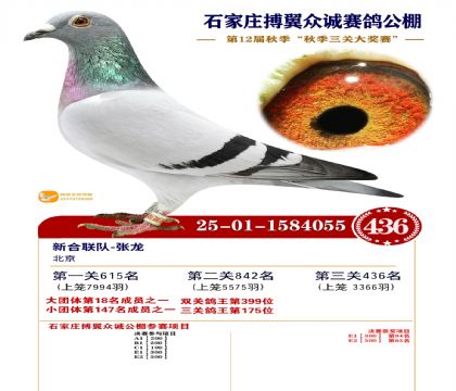 搏翼众诚公棚决赛436名