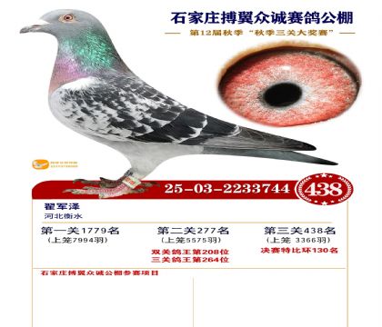 搏翼众诚公棚决赛438名