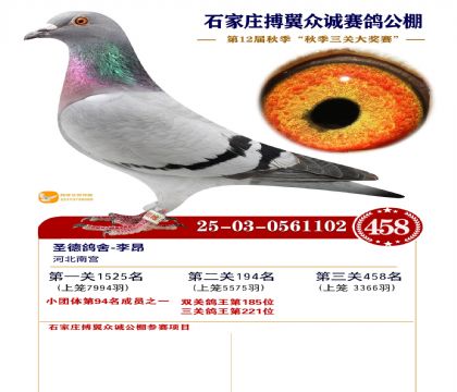 搏翼众诚公棚决赛458名