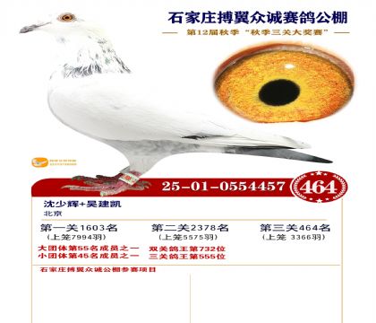 搏翼众诚公棚决赛464名