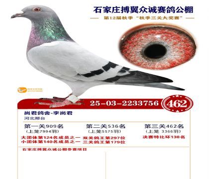 搏翼众诚公棚决赛462名