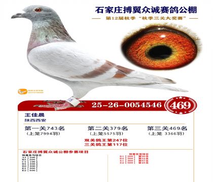 搏翼众诚公棚决赛469名