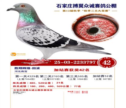 搏翼众诚公棚加站赛42名