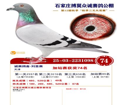 搏翼众诚公棚加站赛74名