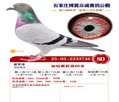 搏翼众诚公棚加站赛80名