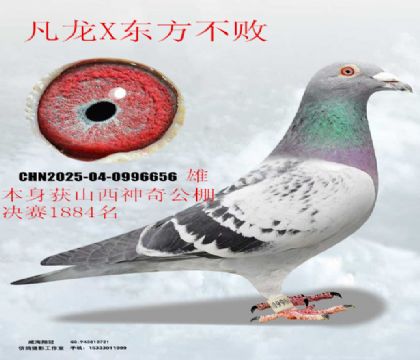 ɽ�����湫��Qِ1884������X�|������