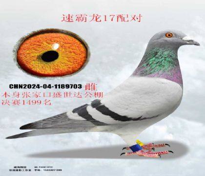 ���ҿ�ʢ���_�Qِ1499���ٰ���