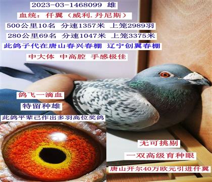 红石斑父亲仟翼雄