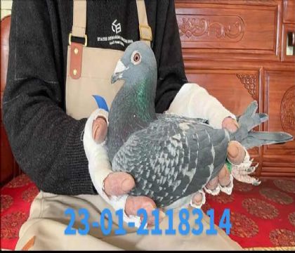 �����ػ��ض���ֱ��xǳ�ߵϿ������8314