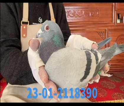 ����˹������Ϯ��������8390